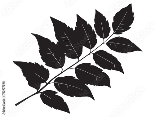 Detailed ash leaf silhouette vector with elegant sharp lines