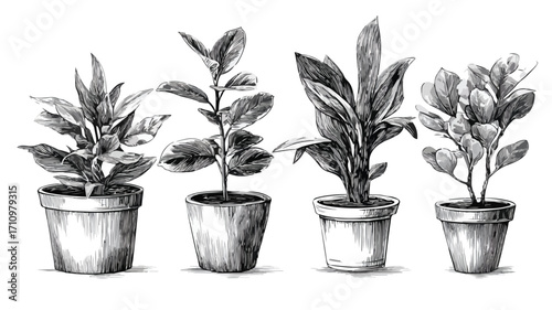 Monochrome Sketch of Various Potted Plants for Interior Design Inspiration