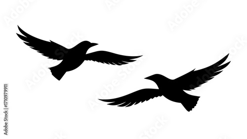 Two black birds flying in the sky with their wings spread out against a white background silhouette style