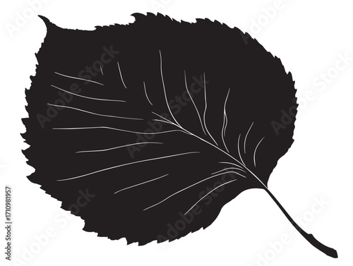 Beech leaf silhouette vector design with smooth elegant form