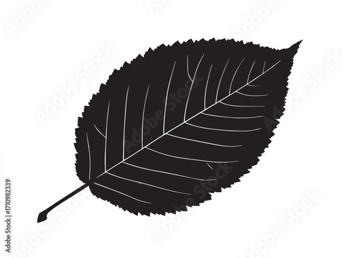Elegant beech leaf silhouette illustration with bold botanical style