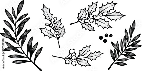 Hand drawn holly leaves and berries botanical illustration on transparent background