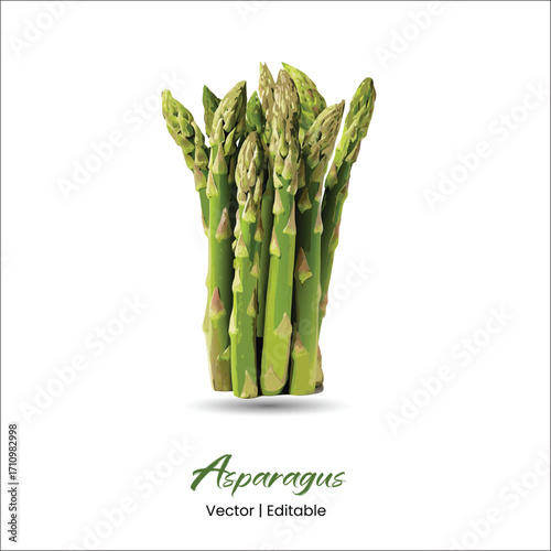 Asparagus Vector Asparagus realistic vector art