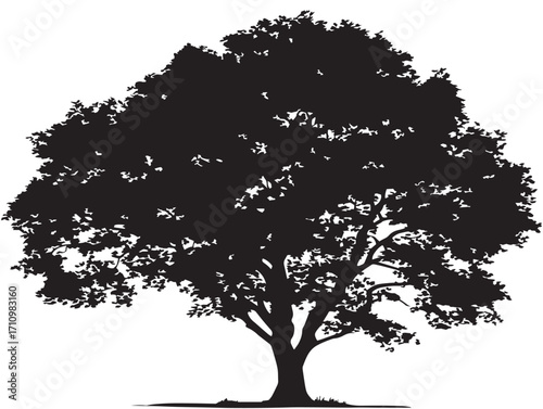 Elegant beech tree silhouette illustration with natural beauty