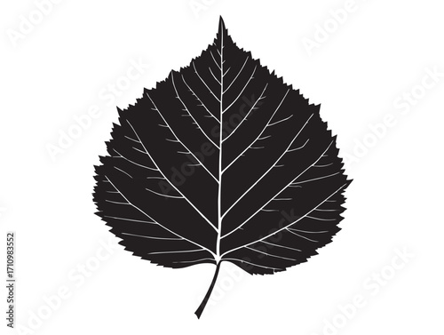 Stylish birch leaf silhouette illustration with elegant detail