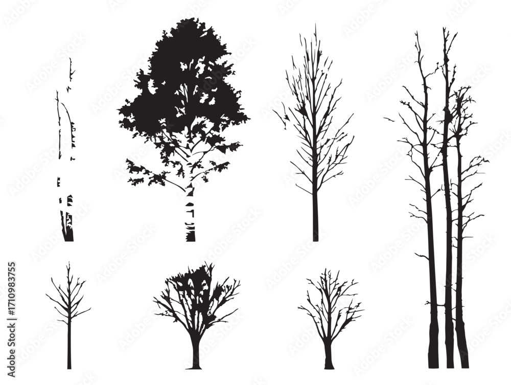 Fototapeta premium Tall slender birch tree silhouette design with elegant charm