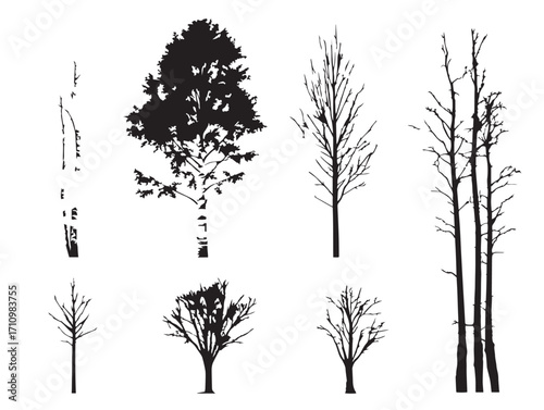 Tall slender birch tree silhouette design with elegant charm