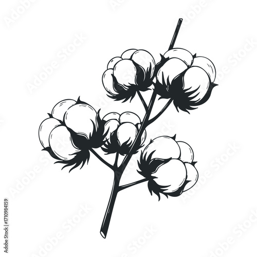 Harvesting cotton bolls farm fields illustrative artwork rural setting agriculture concept. Vector illustration