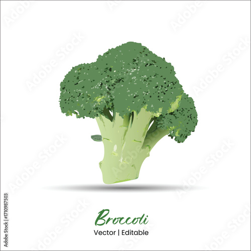 Broccoli vector Broccoli realistic vector art