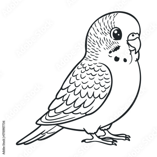 Colorful budgerigar bird sketch nature illustration calm environment side view artistic concept. Vector illustration