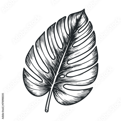 Botanical illustration of monstera leaf digital art nature minimalist design organic aesthetic. Vector illustration