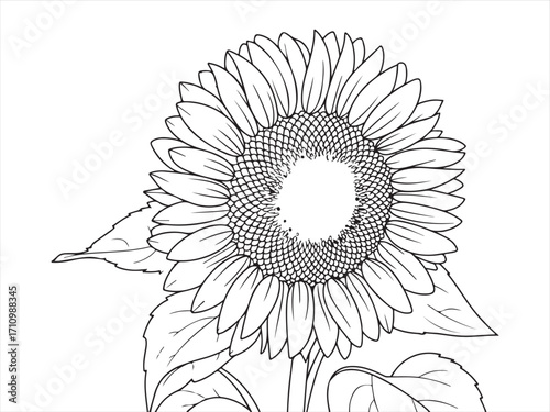 Minimal sunflower line art illustration featuring petals, stem, leaves, and botanical details