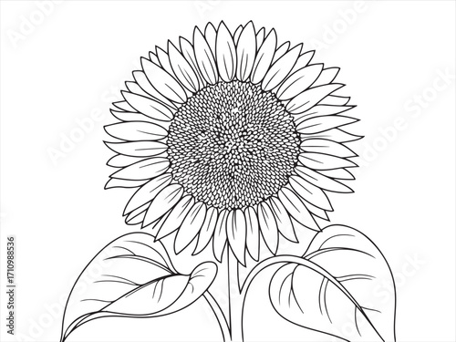 Editable line style sunflower illustration, detailed botanical drawing with petals, leaves, and stem, floral sketch design for nature, gardening, agriculture, decorative art, and coloring book concept