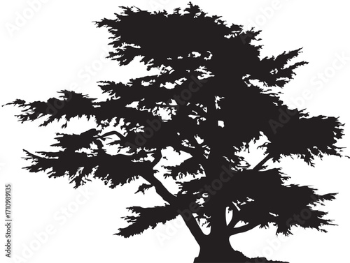 Graceful cedar tree silhouette illustration for organic decoration