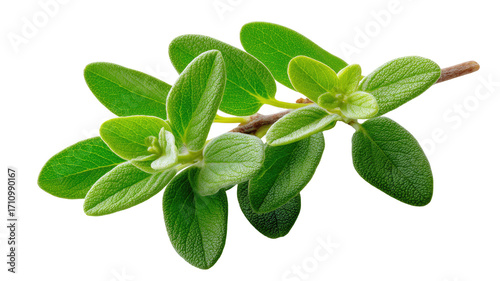 Close-up of fresh oregano sprigs. Bright green leaves clustered on thin stems.  Sharp focus,  isolated on black background