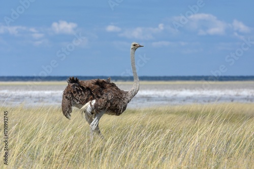 Afrikanischer Strauße (struthio camelus) im Etoscha Nationalpark in Namibia