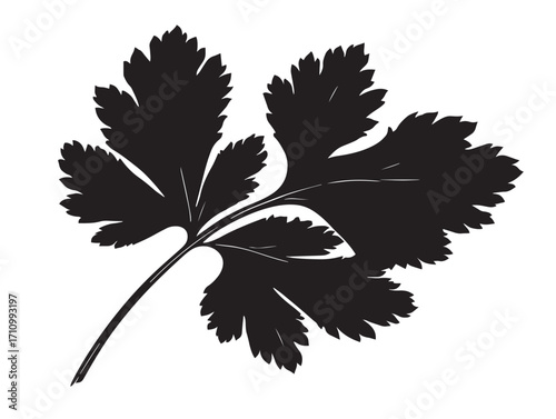 Decorative coriander leaf silhouette culinary herb artwork