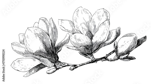 Exquisite hand-drawn magnolia flower ink sketch for elegant designs