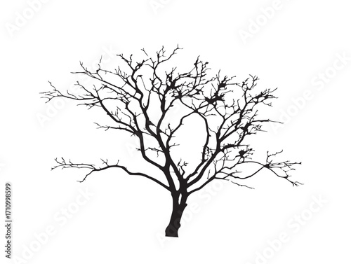 Dark silhouette of dead tree with empty branches