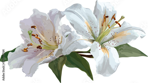 Exquisite Lily Flower Illustration Vector with Detailed Outline Isolated on White Background