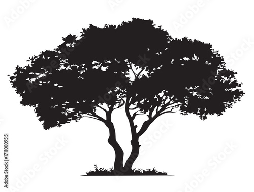 Twin trunk tree silhouette isolated for artistic vector art