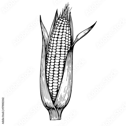 Vintage sketch of a corn stalk with husk and kernels  