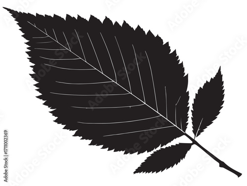 Beautiful elm leaf silhouette illustration for creative artwork design