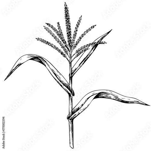 Vintage sketch of corn stalk with leaves and flower heads  