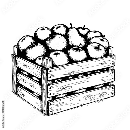 Vintage sketch of a wooden crate filled with apples and pears  
