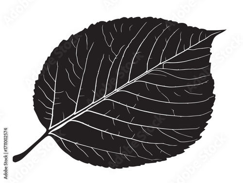 Detailed elm leaf silhouette vector illustration for natural themes