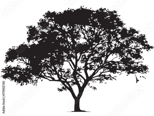 Elegant elm tree silhouette with spreading natural branches