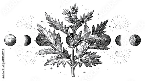 Mugwort Occult Engraving: Dream Herb with Lunar Phases