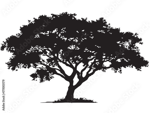 Strong elm tree silhouette illustration for dramatic background design