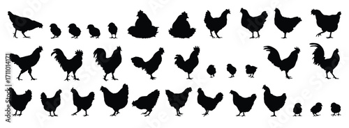 hen or chicken, rooster and chicks silhouette set. hen, rooster and chicks isolated farm animal silhouette icon vector collection