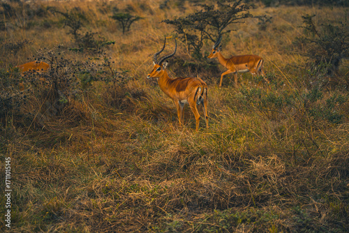 Canvas Print Wildlife Africa animal walking in a park
