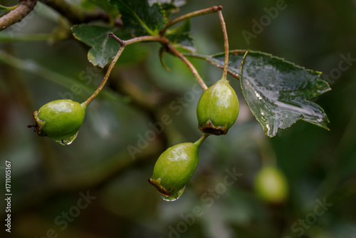 Wallpaper Mural Raindrops on unripe hawthorn fruits.
 Torontodigital.ca