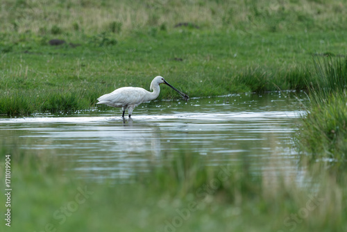 Quadro su tela spoonbill on the river