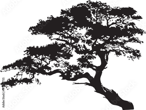 Elegant juniper tree silhouette design in botanical vector art