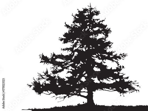 Larch tree silhouette vector illustration in classic botanical art