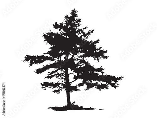 Natural larch tree silhouette in elegant botanical vector artwork