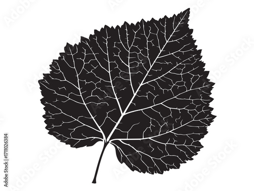 Classic linden leaf silhouette vector illustration collection