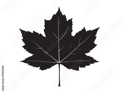 Elegant maple leaf silhouette vector illustration for design