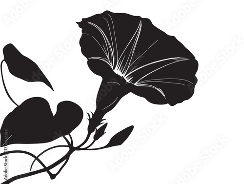 Artistic morning glory flower silhouette vector for stock illustration