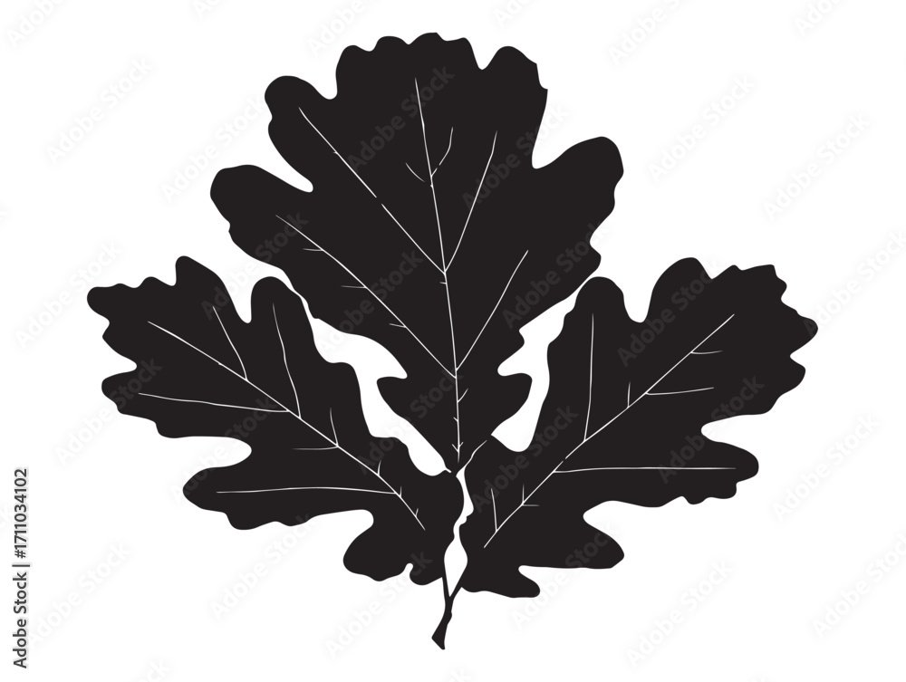 Fototapeta premium Detailed oak leaf silhouette artwork for creative graphic design