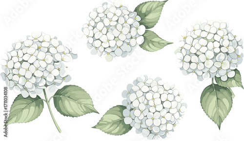 White Hydrangea Flower Illustration Featuring Realistic Petals, Green Leaves, Botanical Cluster, Decorative Bloom, Nature-Inspired Floral Design