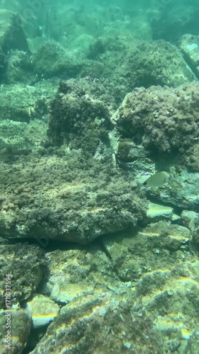 A saltwater fish swims among seaweed-covered rocks on the bottom of the Adriatic Sea. Sunlight filters through the clear seawater.