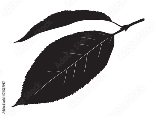 Exotic peach leaf silhouette botanical vector illustration element