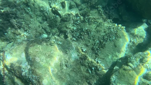 Crystal-clear seawater with a rocky bottom and peacefully swimming fish. Beautiful rays of sunlight and reflections of light dance across the ocean floor.