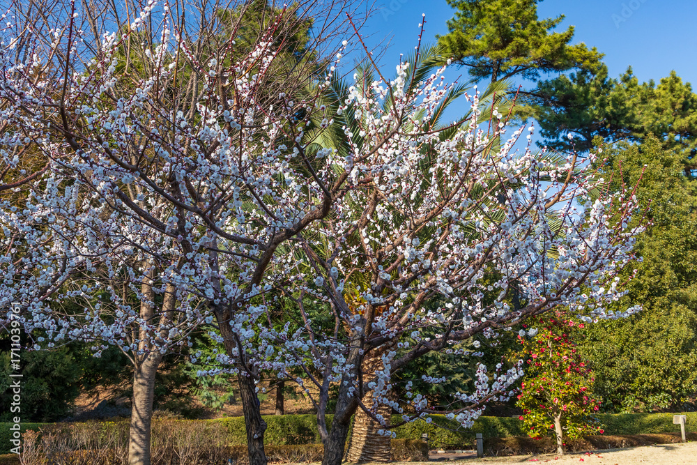 Fototapeta premium White Japanese plum (ume) blossoms covering a tree in early spring in Tokyo, Japan.
