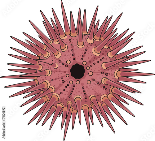 Detailed illustration of a spiky marine sea urchin creature.